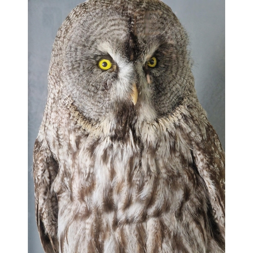 344 - Taxidermy - large cased Great Grey Owl (Lapland), (Strix Nebulosa) perched on rockwork and naturalis... 