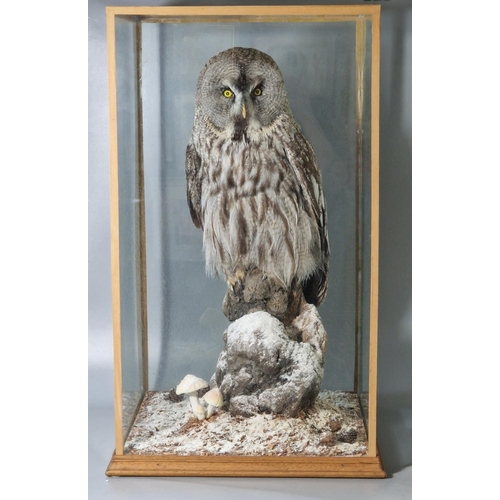 344 - Taxidermy - large cased Great Grey Owl (Lapland), (Strix Nebulosa) perched on rockwork and naturalis... 