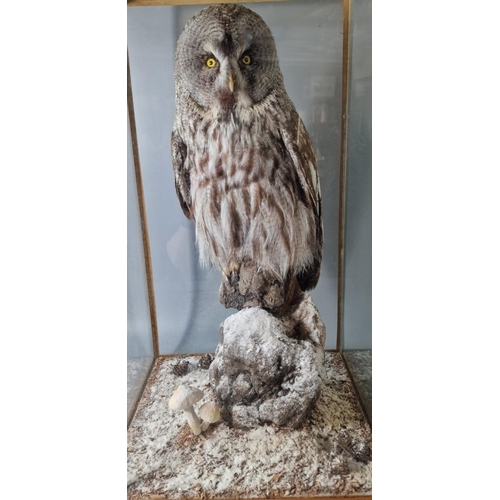 344 - Taxidermy - large cased Great Grey Owl (Lapland), (Strix Nebulosa) perched on rockwork and naturalis... 