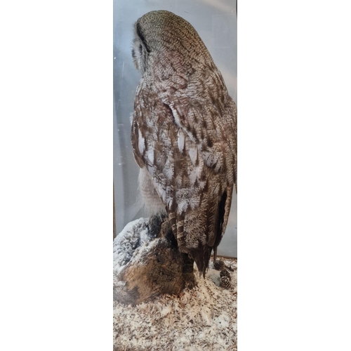 344 - Taxidermy - large cased Great Grey Owl (Lapland), (Strix Nebulosa) perched on rockwork and naturalis... 