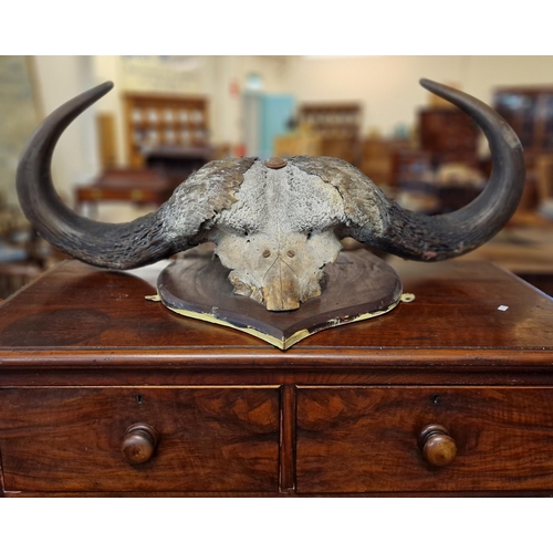 348 - Taxidermy - African Water Buffalo horns and skull on mahogany shield shaped plaque. 108cm long appro... 