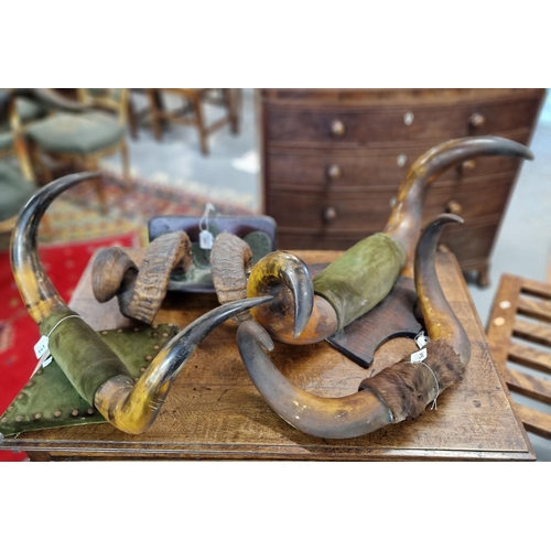 349 - Taxidermy - a collection of probably late Victorian bulls horns, one on oak shield shaped plaque, th... 