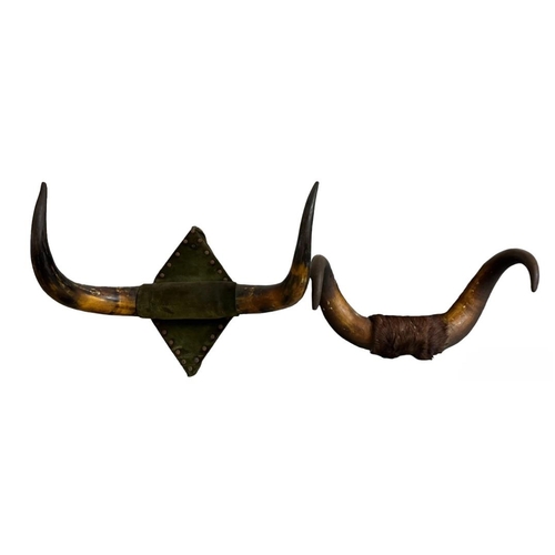 349 - Taxidermy - a collection of probably late Victorian bulls horns, one on oak shield shaped plaque, th... 