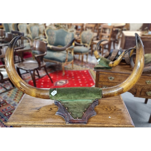 350 - Taxidermy - Three Victorian Bulls horns, two on later wooden panels, one on probably original moulde... 