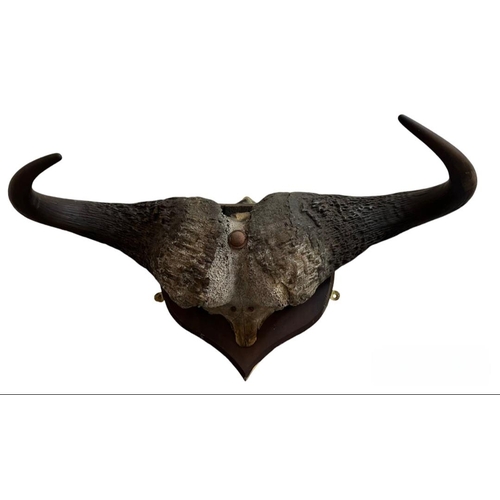 348 - Taxidermy - African Water Buffalo horns and skull on mahogany shield shaped plaque. 108cm long appro... 