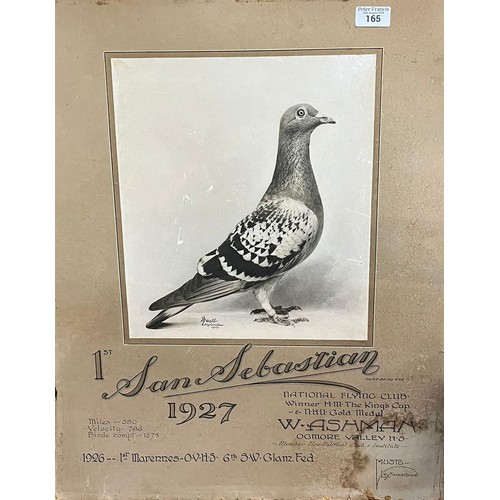 165 - Vintage advertising poster for 'The National Flying Club' depicting a racing pigeon 'San Sabastian' ... 