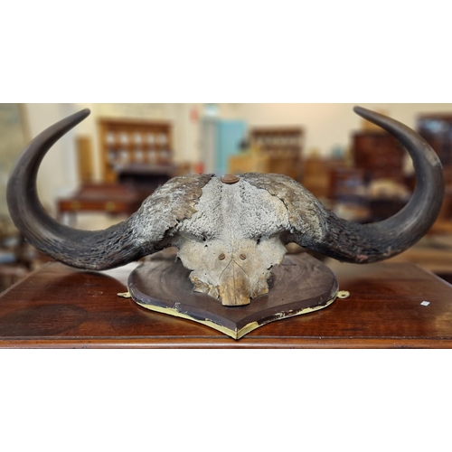 545 - Taxidermy - African Water Buffalo horns on mahogany shield shaped plaque. 108cm long approx.   (B.P.... 