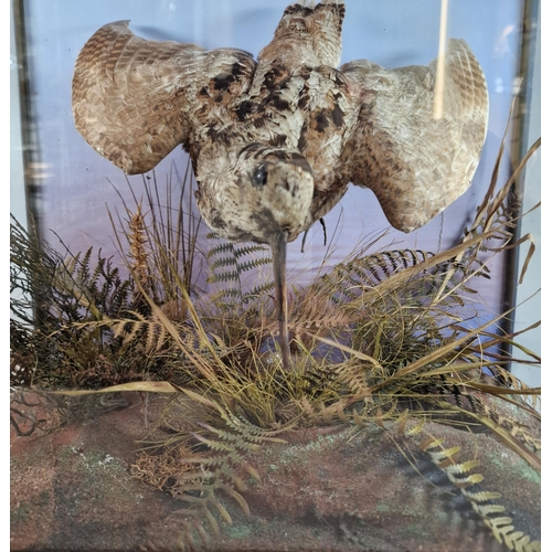 148 - Taxidermy - cased specimen Snipe with foliage, the case 40x40x24cm approx. (B.P. 21% + VAT)