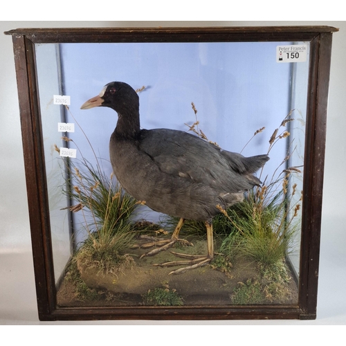 150 - Taxidermy - cased specimen Coot amongst foliage on rockwork. The case 42x41x21cm approx. (B.P. 21% +... 