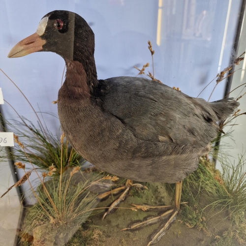 150 - Taxidermy - cased specimen Coot amongst foliage on rockwork. The case 42x41x21cm approx. (B.P. 21% +... 