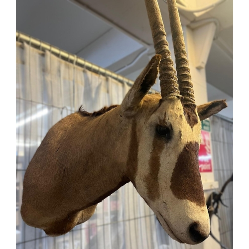 420 - Taxidermy - mounted head of an Arabian Oryx. (B.P. 21% + VAT)