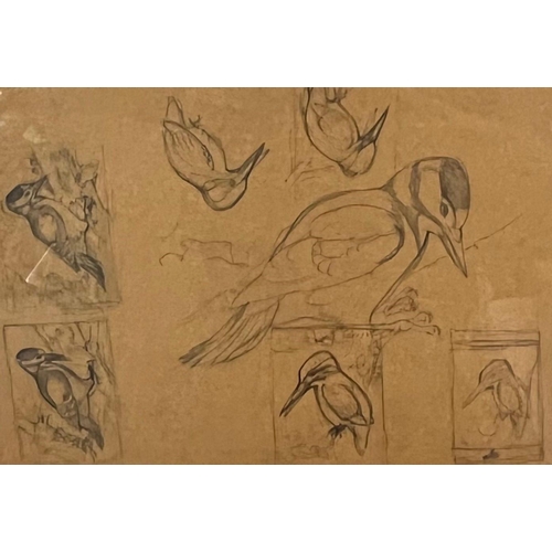 49 - Charles Frederick Tunnicliffe (British 1901-1976), studies of Woodpeckers, pencil sketches. 25x35cm ... 