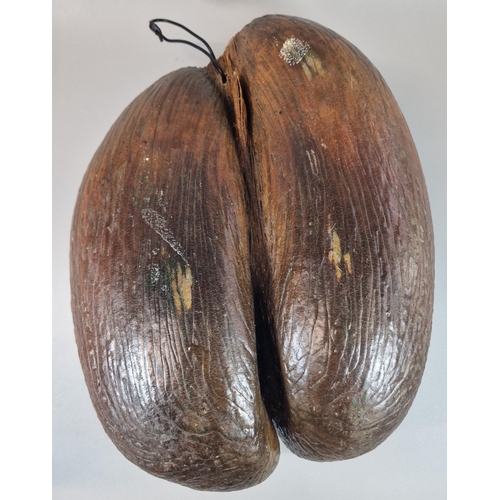 141 - Coco de Mer Nut (Lodoicea Maldivica), probably from the Seychelles, of typical form. 36cm long appro... 