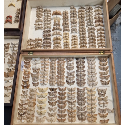 389 - Large collection of specimen butterflies and moths in folding cases. (B.P. 21% + VAT)