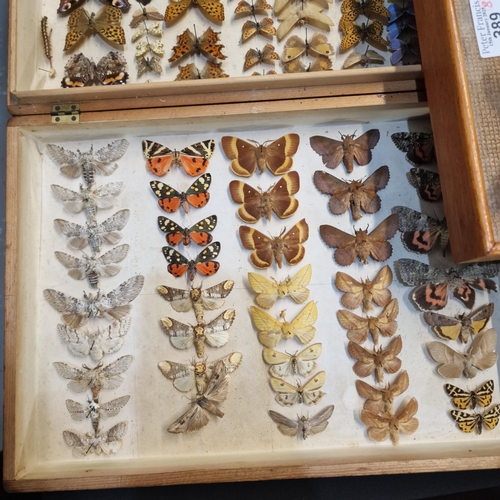 389 - Large collection of specimen butterflies and moths in folding cases. (B.P. 21% + VAT)