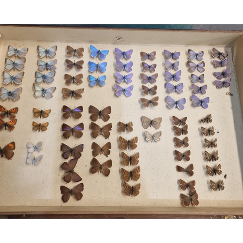 389 - Large collection of specimen butterflies and moths in folding cases. (B.P. 21% + VAT)