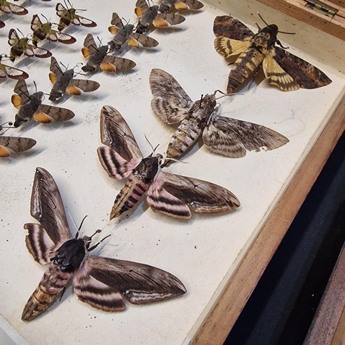 389 - Large collection of specimen butterflies and moths in folding cases. (B.P. 21% + VAT)