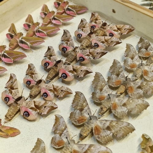 389 - Large collection of specimen butterflies and moths in folding cases. (B.P. 21% + VAT)