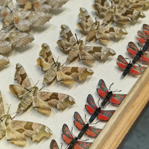 389 - Large collection of specimen butterflies and moths in folding cases. (B.P. 21% + VAT)