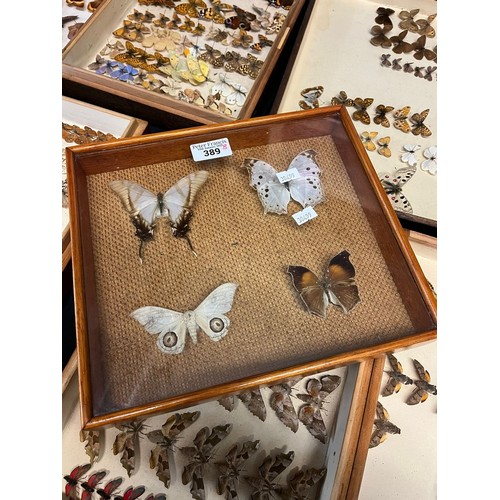 389 - Large collection of specimen butterflies and moths in folding cases. (B.P. 21% + VAT)