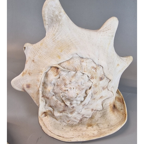 59 - Large Lambis spider shell and a Horned Helmet Conch shell. (2) (B.P. 21% + VAT)