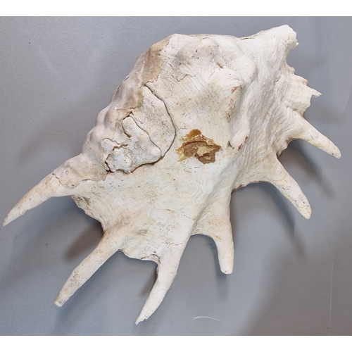 59 - Large Lambis spider shell and a Horned Helmet Conch shell. (2) (B.P. 21% + VAT)