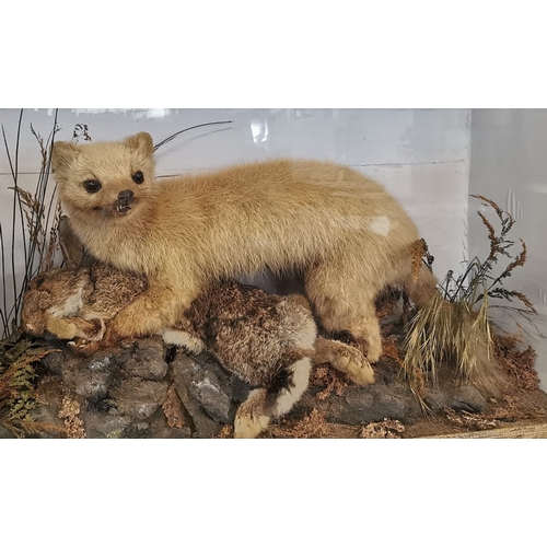 Taxidermy - Cased specimen Polecat with Rabbit prey, on rockwork with ...