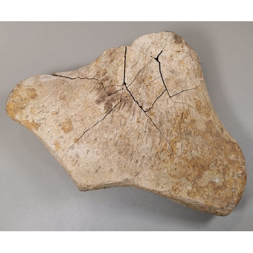 Unusual pre-historic fossil of a Pleslosaur's paddle bone, found on ...