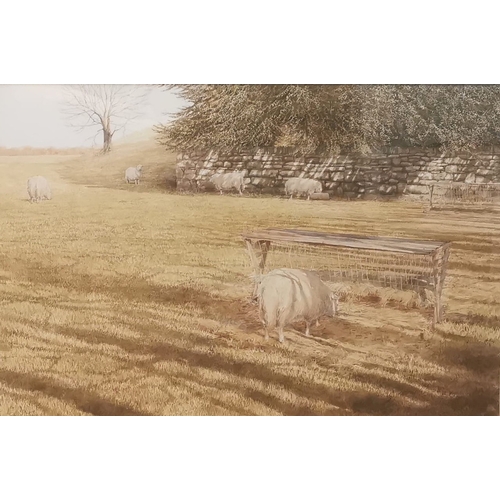 David Tress (Welsh born 1955), 'Early March', study of sheep in a meadow with stone wall, signed. Watercolours. 49x74cm approx. Framed and glazed. (B.P. 21% + VAT)