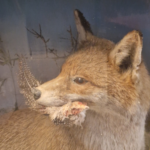 Taxidermy - Cased specimen Red Fox with Guineafowl prey, amongst ...