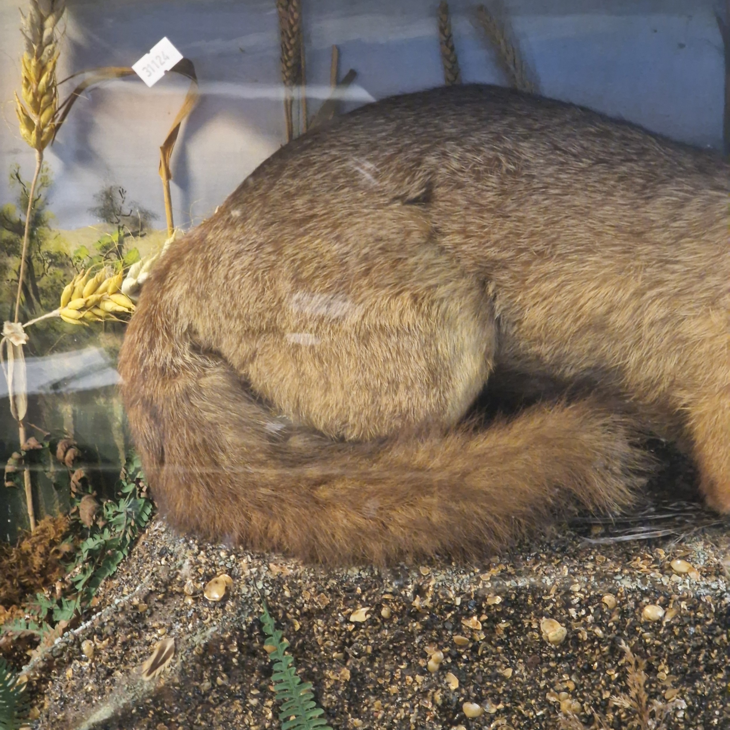 Taxidermy - Cased specimen snarling Red Fox, on rockwork with Hen ...