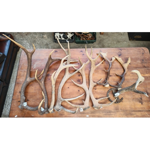 Lot 500       