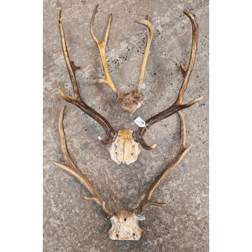 Lot 501       