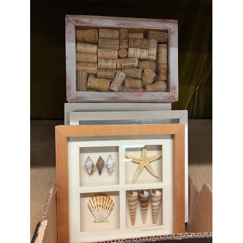 31 - BOX FRAMED SHELLS ETC