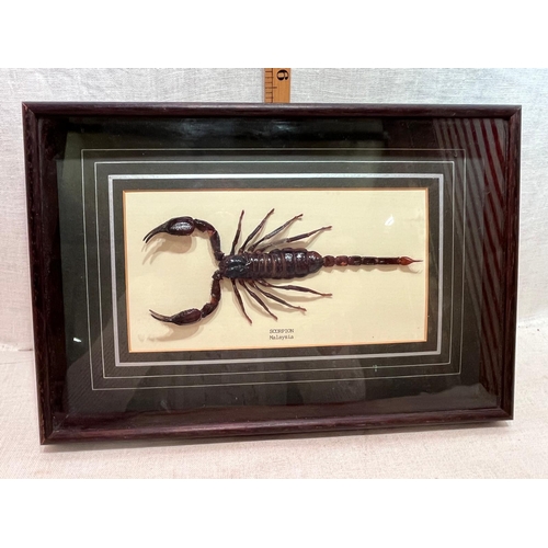 144 - CASED MALAYSIAN SCORPION