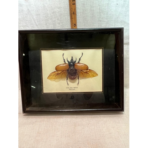 153 - CASED FIVE HORN BEETLE