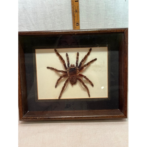 158 - CASED BOLIVIAN TARANTULA