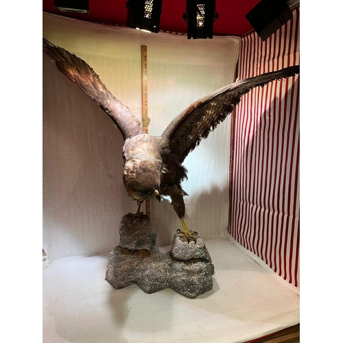 291 - TAXIDERMY COMMON BUZZARD