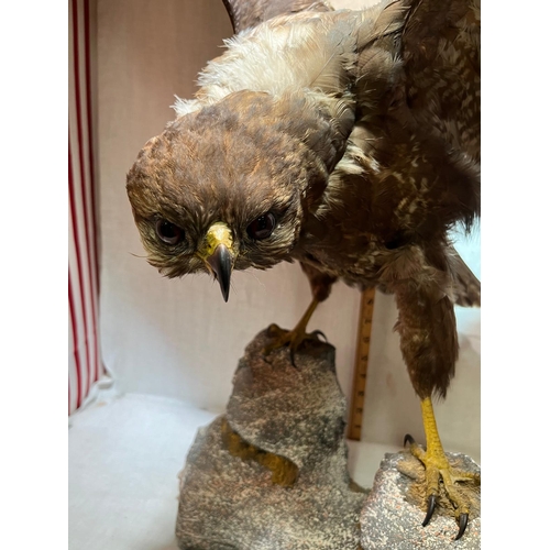 291 - TAXIDERMY COMMON BUZZARD