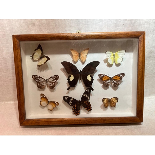 107 - WOODEN DISPLAY CASED BUTTERFLIES