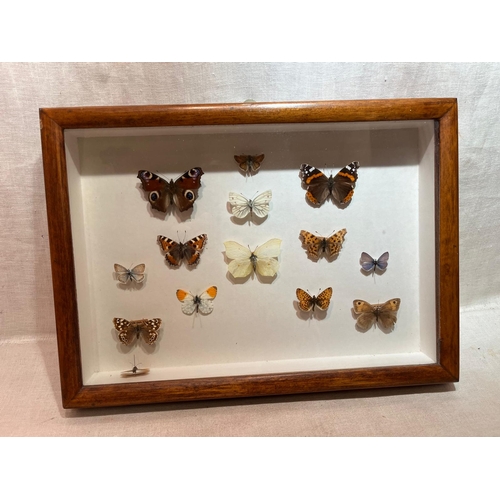 111 - WOODEN DISPLAY CASED BUTTERFLIES