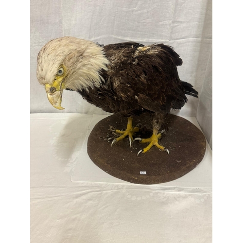 234 - EARLY TAXIDERMY OF EAGLE FOR RESTORATION