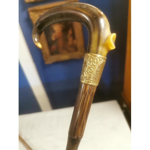 38 - Horn-Handled Cane w/a 1901 Halifax North Parade Choir '18c' Marked Gold Plaque