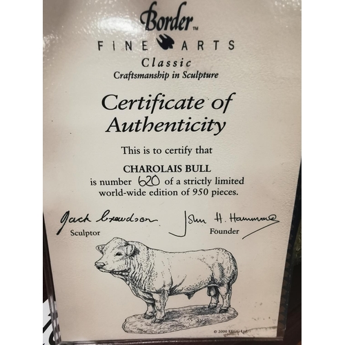 164 - Border Fine Arts - Charolais Bull - Limited edition 620/950 with Certificate of authenticity, Ht 26c... 