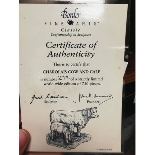 176 - Border Fine Arts - Charolais Cow and Calf - Limited edition 272/750, certificate of authenticity, ht... 