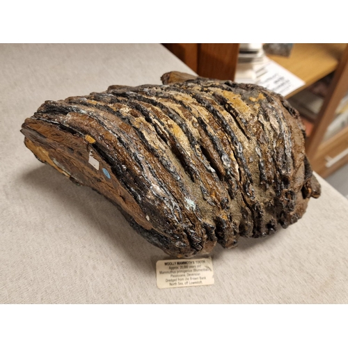 25h - Woolly Mammoth Tooth Artefact Fossil - 20,000 Years Old