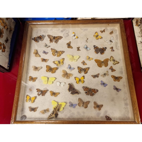 25j - Antique Butterfly Wildlife Collection