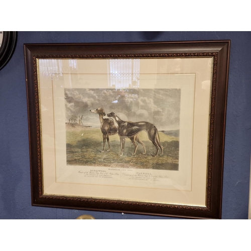 39b - Waterloo Cup Greyhound Racing 1880 - London Etching by George Rees, Engraved by Hunt & Sons - 81x70c... 