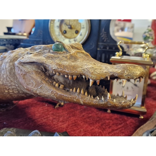 21 - Crocodile Taxidermy - possibly a baby crocodile or alligator - 113cm long