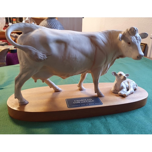 64b - Beswick Connoisseur Charolais Cow & Calf Figure - 32x23cm